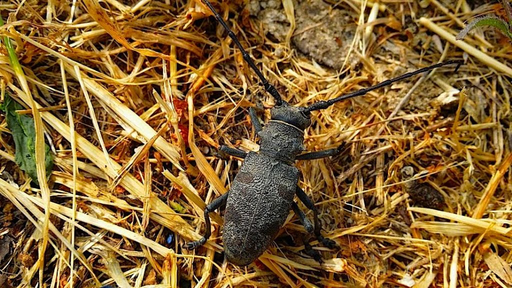 Cerambicidae: Herophyla tristis?  No, Morimus asper asper